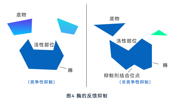 酶的反馈抑制 酶的反馈抑制